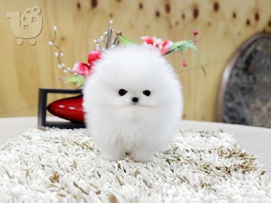 PoulaTo: Τέλειο Pomeranian κουτάβι